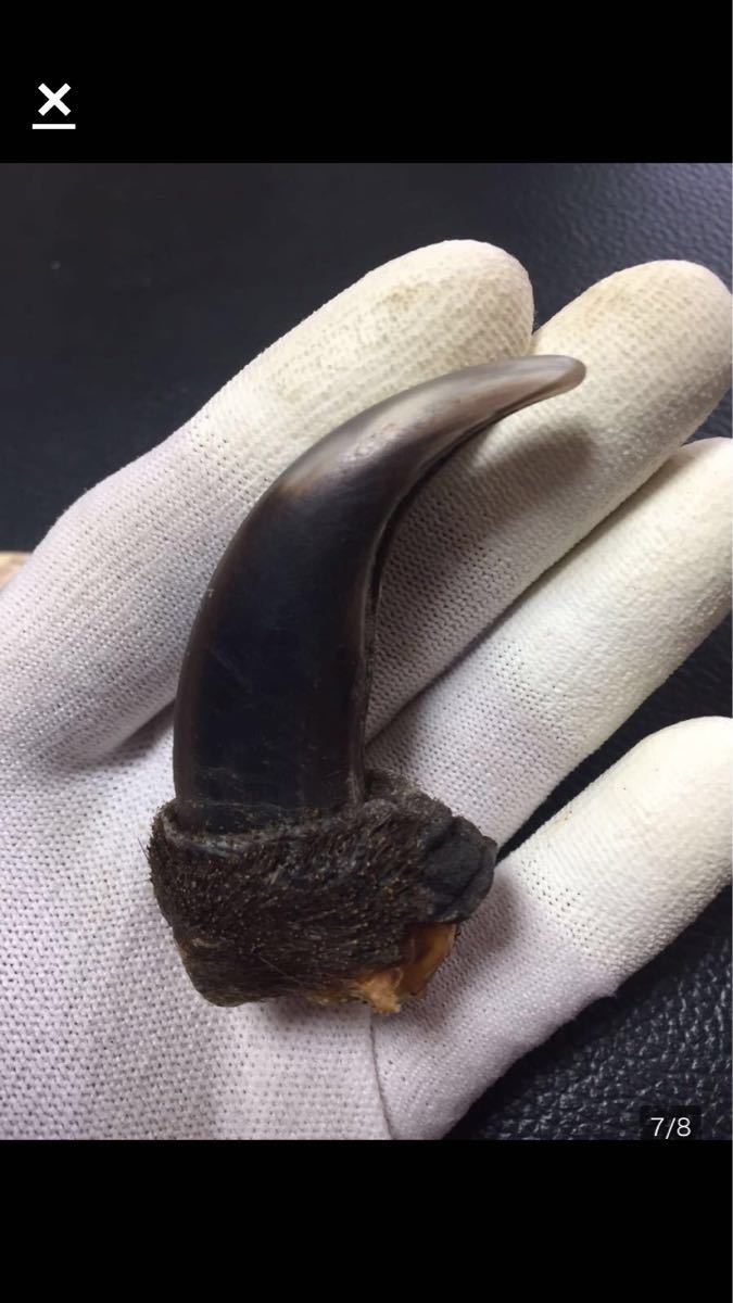 熊爪 熊牙 熊の爪 熊の牙 羆の爪 熊爪 ジビエ