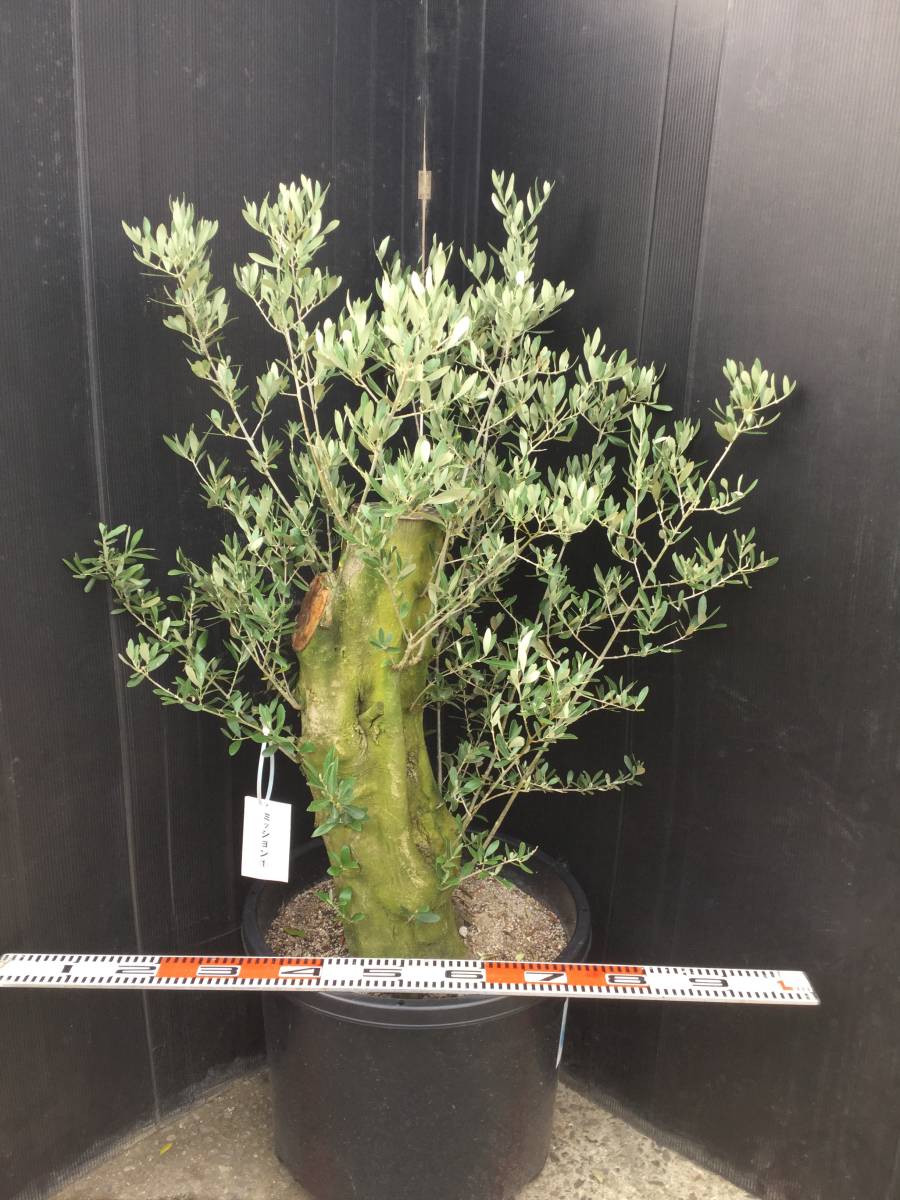 驚きの破格値，安い オリーブ発祥の地小豆島よりオリーブミッション①(植木、庭木)｜売買されたオークション情報、yahooの商品情報をアーカイブ公開 - オークファン 植木、庭木