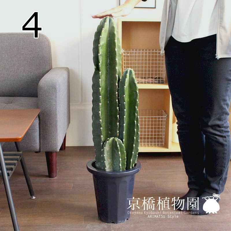 柱サボテン 3本立ち の | 8号鉢サイズ 7号鉢植え24-03 特級品柱