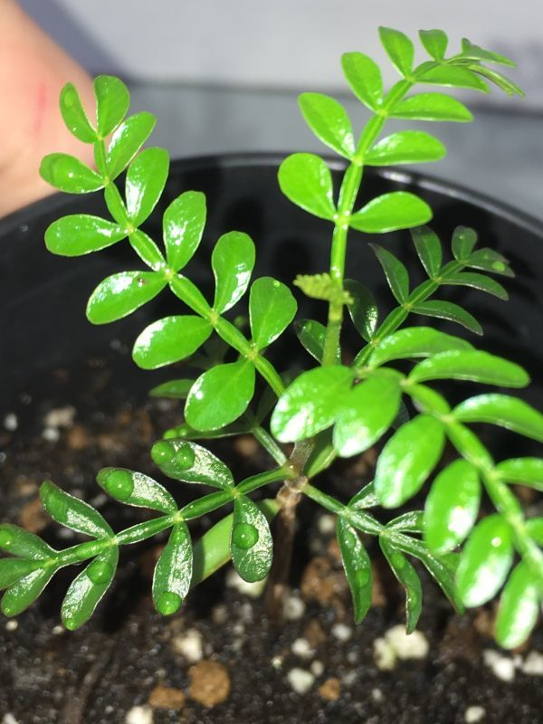 塊根植物・実生】オペルクリカリア パキプス4【種から発芽！・発根株
