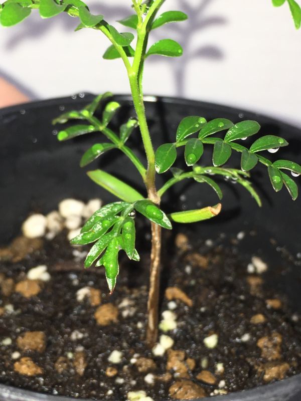 塊根植物・実生】オペルクリカリア パキプス4【種から発芽！・発根株