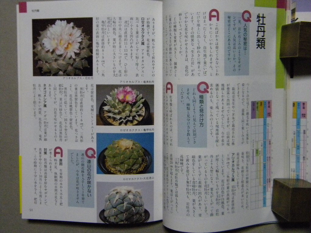 Nhk趣味の園芸 新園芸相談 サボテン 多肉植物 日本放送出版 熱帯植物 観葉植物 ガーデニング 世界の花 図鑑 栽培 野草 植物 売買されたオークション情報 Yahooの商品情報をアーカイブ公開 オークファン Aucfan Com