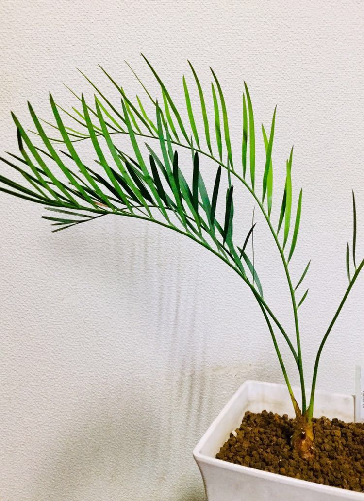 Yahoo!オークション -「マクロザミア」(観葉植物) レア 実生