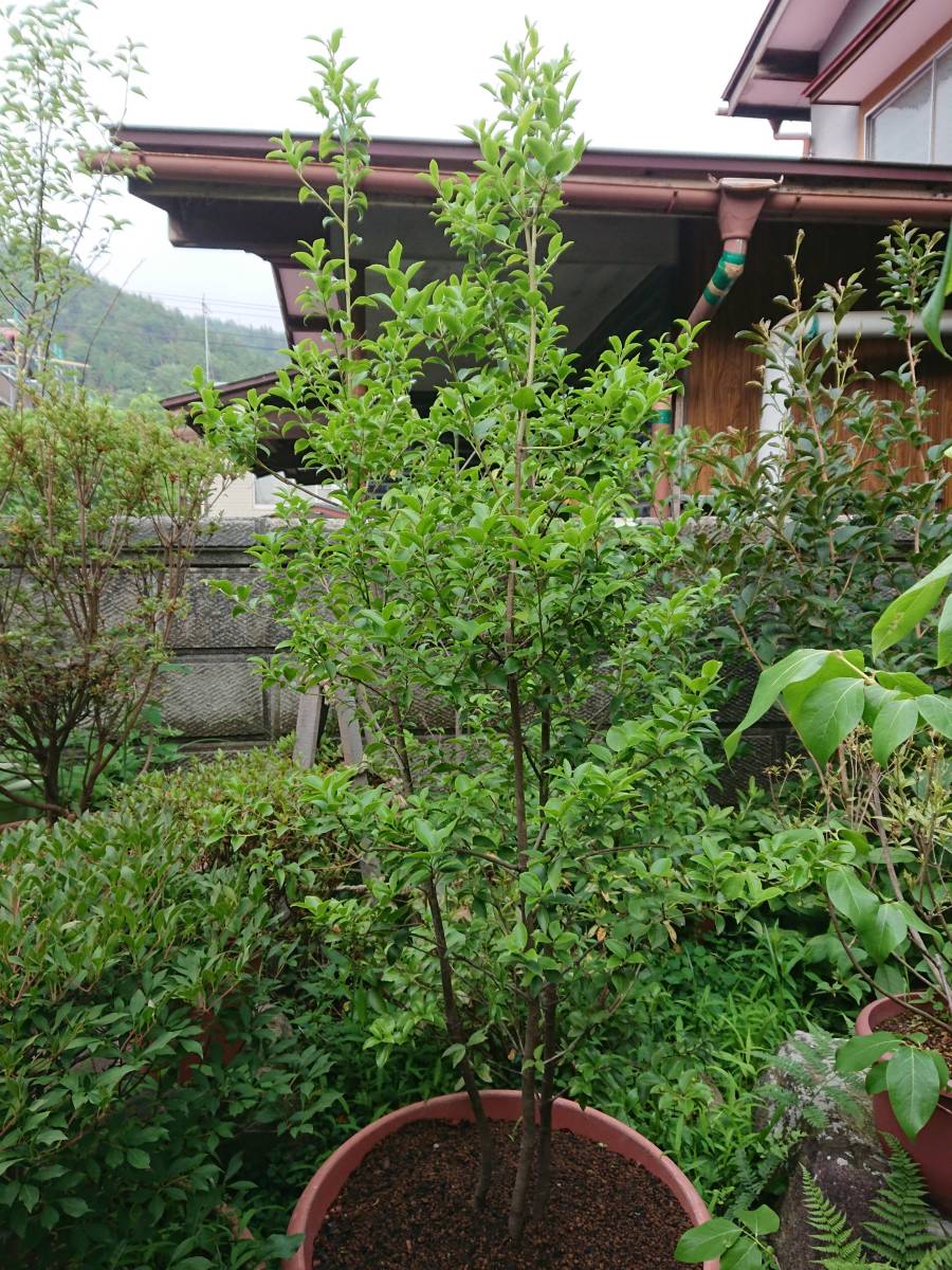 貴重品種 株立ち「クロソヨゴ 雄雌混植株」鉢上1.6m 55㎝ポット 