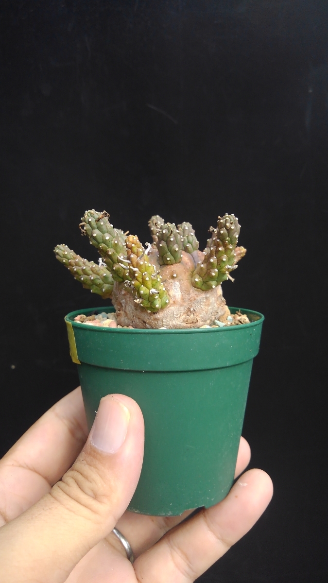 E.ガムケンシス 実生 E. gamkensis Seeling E.ガムケンシス 実生 E