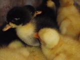 アヒル (色付き 白色 合鴨) 有精卵 8個 孵化 孵卵 種卵 水鳥 あひる duck Hatching eggs 60サイズ