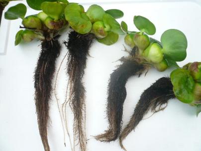 ５０株 ホテイアオイ 完全無肥料栽培 めだか 金魚の産卵床に ホテイ草 ほてい草 浮草 グッピー らんちゅう 浮き草類 売買されたオークション情報 Yahooの商品情報をアーカイブ公開 オークファン Aucfan Com