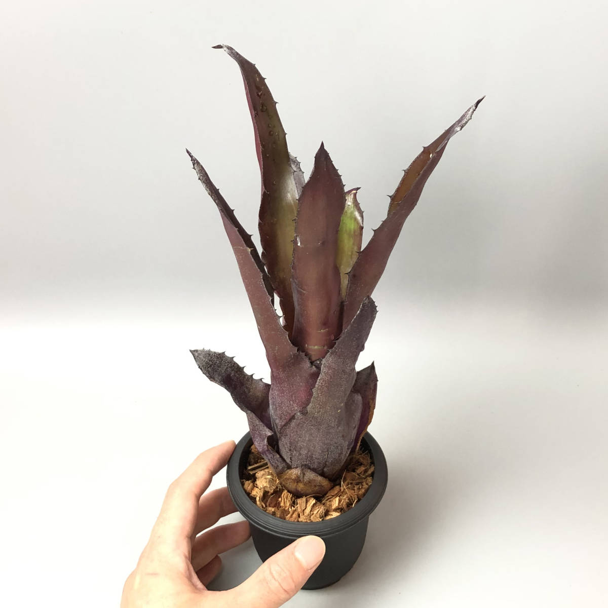 □ Hohenbergia leopoldo-horstii x lemei (red clone) ホヘンベルギア 