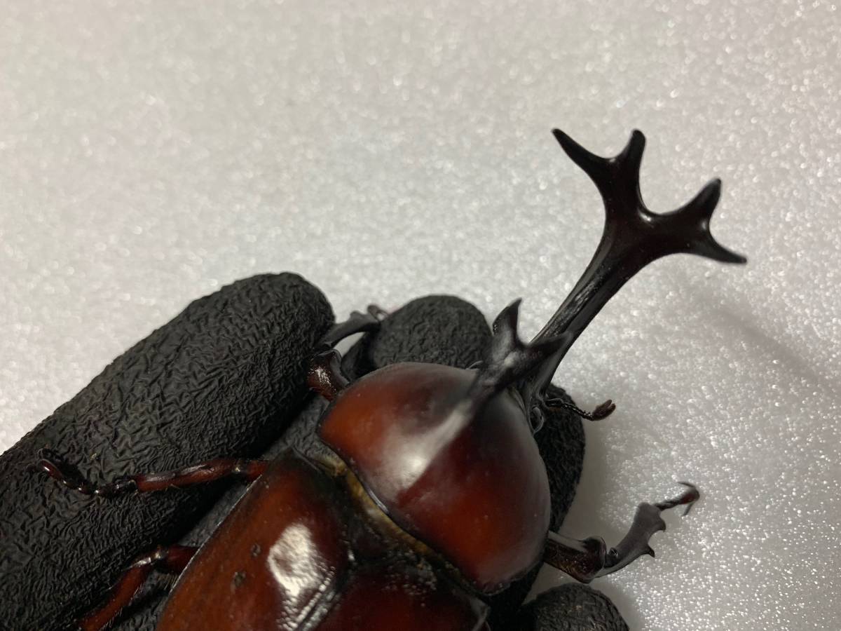  特殊個体 頭角２０ ７ミリ ＤＤＡ ♂７８ミリ ペア 岡山産天然カブトムシ 標本に(国産)｜売買されたオークション情報、yahooの商品情報をアーカイブ公開 - オークファン 国産