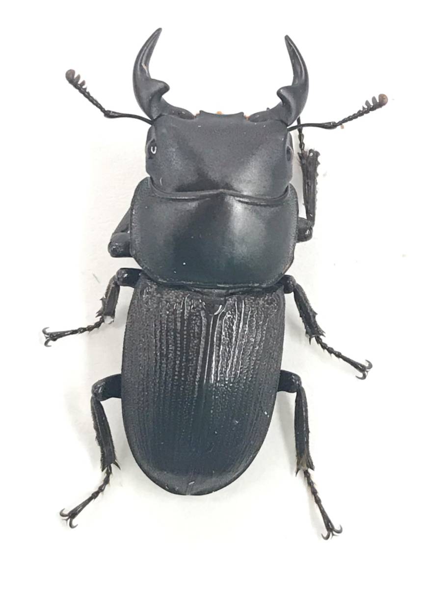 北海道南部産ミヤマクワガタ ♂71.0mm～ 10ペア - もとおのクワガタ