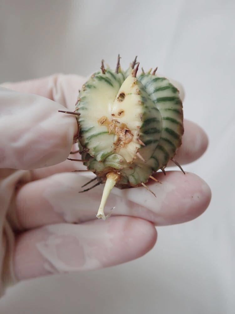 早い者勝ち 即決 ユーフォルビア メロフォルミス 錦 32.80mm ③ - ４ Euphorbia meloformis 選抜美株 極上斑入り多肉植物 