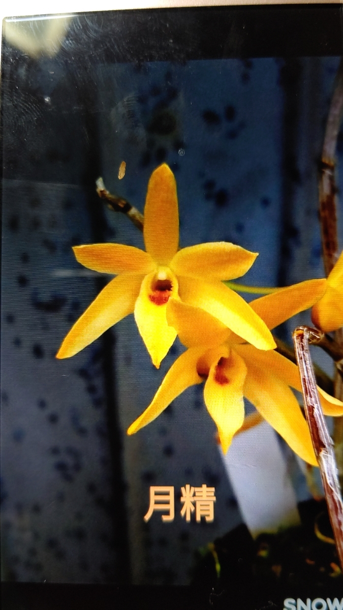 山野草 富貴蘭長生蘭 (セッコク 月精)