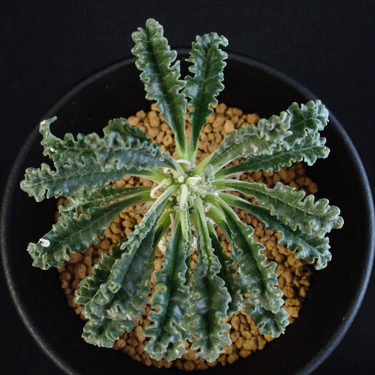 ラブラニー Dorstenia ドルステニア 美株 Lavrani TOKY ドルステニア