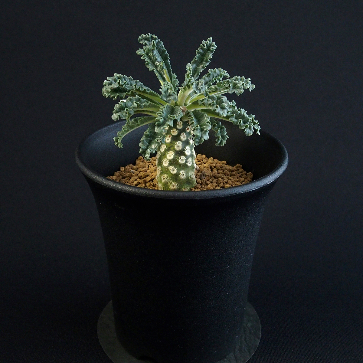 ラブラニー Dorstenia ドルステニア 美株 Lavrani TOKY ドルステニア
