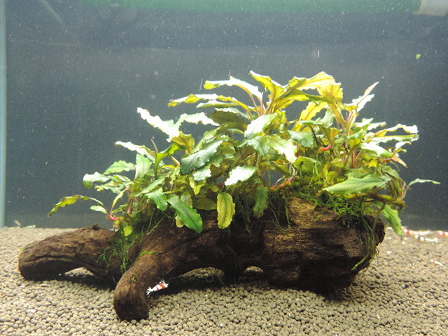 ブセファランドラ西カリマンタン流木活着 水草 売買されたオークション情報 Yahooの商品情報をアーカイブ公開 オークファン Aucfan Com