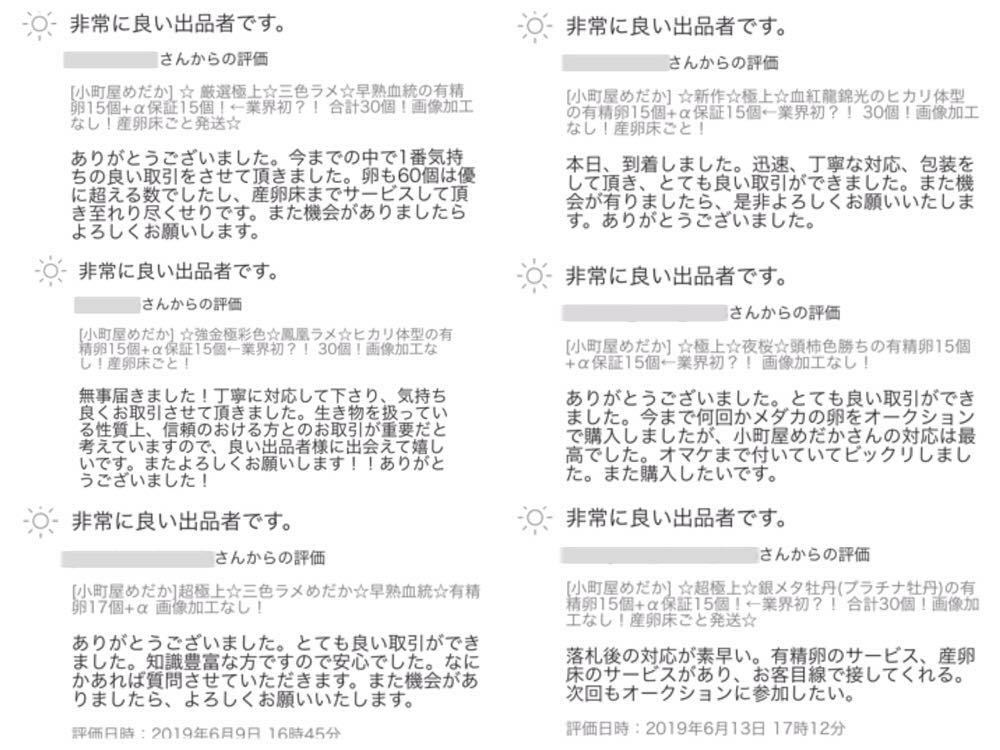 [小町屋めだか]稚魚15匹！☆上物！良血統☆クリアブラウンラメ風雅(ヒレ長)☆ブログ有