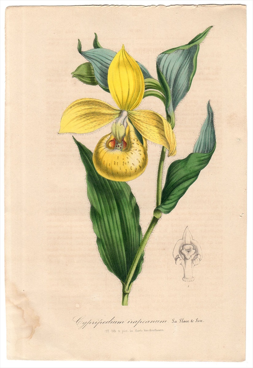 1847年 Van Houtte ヨーロッパの植物 多色石版画 ラン科 アツモリソウ属 Cypripedium irapeanum ボタニカルアート