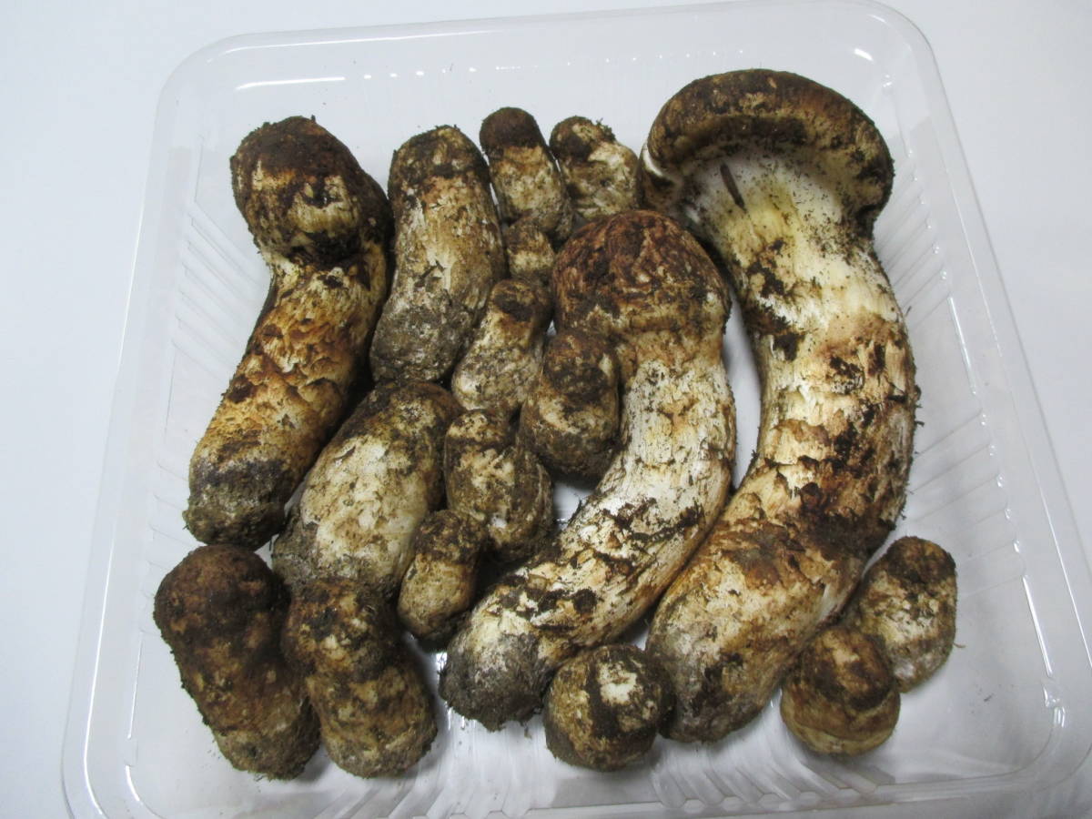 松茸 公式通販 4本 北海道産 320g | - 国産松茸320g(信州長野県安曇野