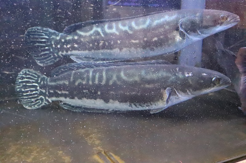 【熱帯魚】【個体販売】No2 ビッグサイズ 激安 コバルトブルーレッドスネーク ワイルド(±47cm)(スネークヘッド)