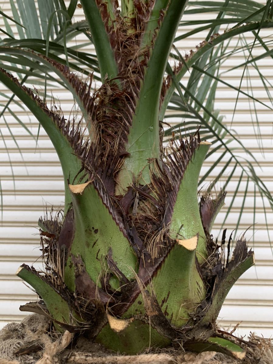 ココスヤシ ヤシの木 ヤシ 庭木 植木 庭 シンボルツリー ガーデニング 新築 植木 庭木 売買されたオークション情報 Yahooの商品情報をアーカイブ公開 オークファン Aucfan Com