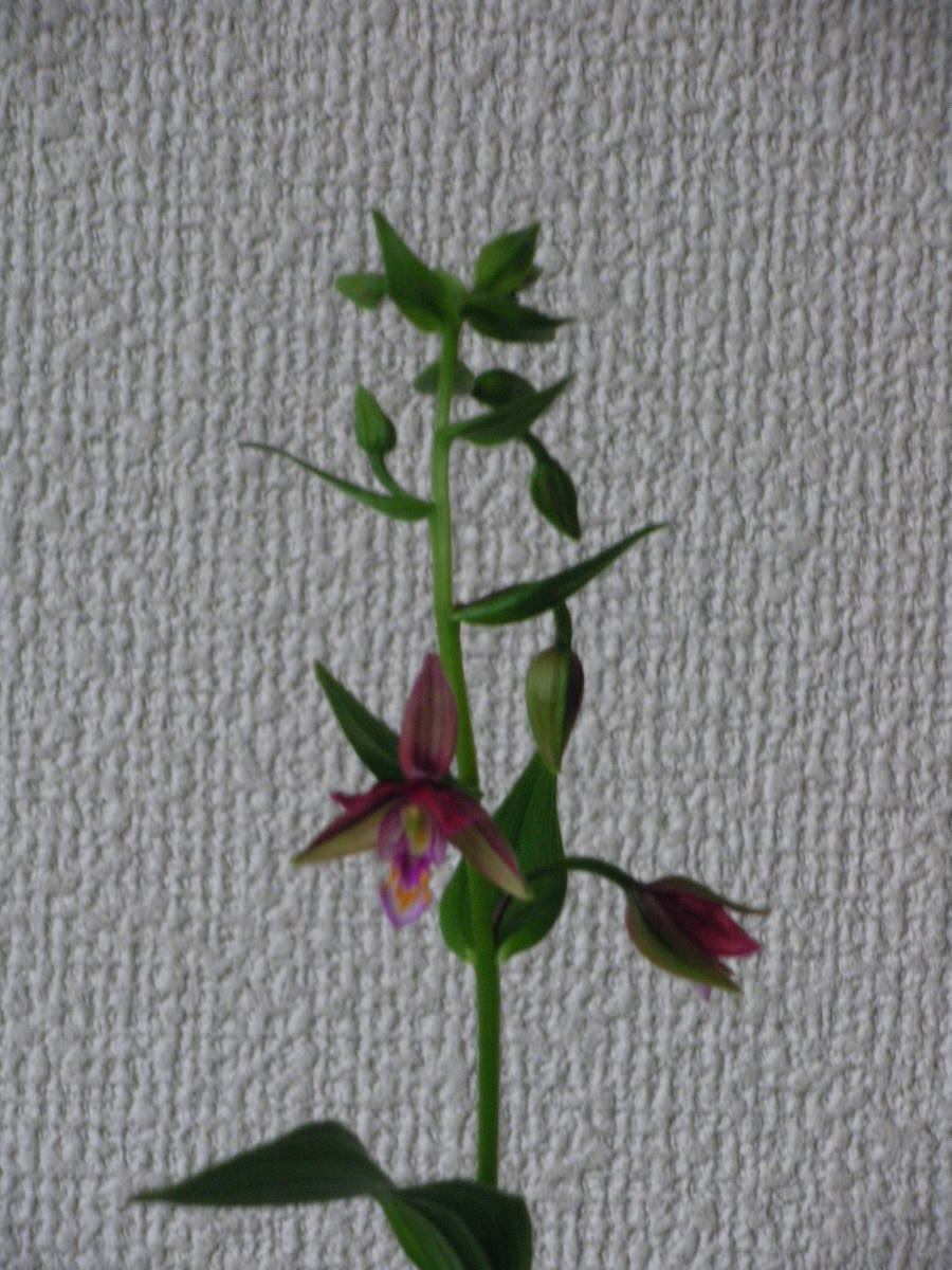 野生ラン 赤花カキラン～加賀の緋 1花芽株 山野草 カキラン「赤花の覆輪