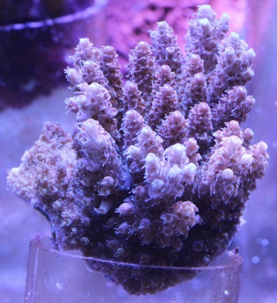 限定SALE，人気 ミドリイシ 4(海水魚)｜売買されたオークション情報、yahooの商品情報をアーカイブ公開 - オークファン 海水魚