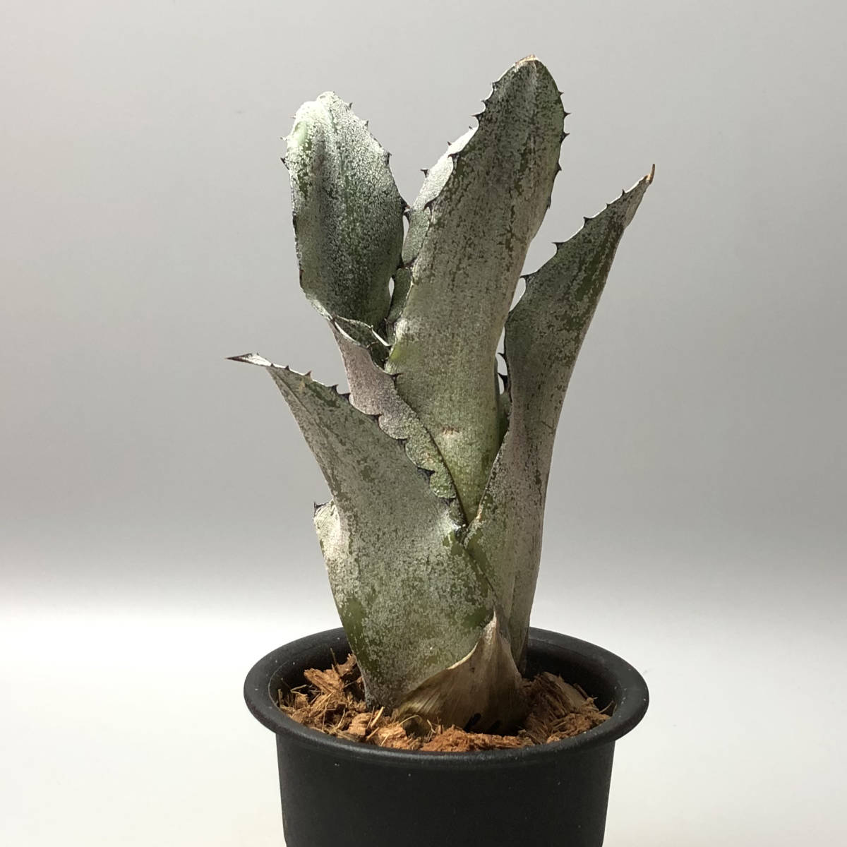 □ Hohenbergia leopoldo-horstii Hawaii form ホヘンベルギア □ 02