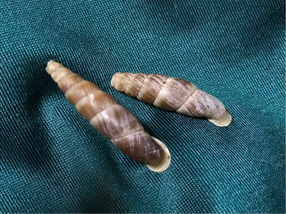 l521155705.1