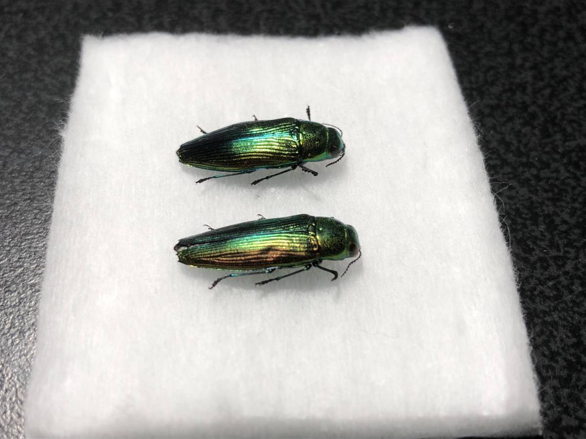 日本の甲虫標本東京都産 約27ミリ - ☆アオタマムシ特大！♀1頭 小型
