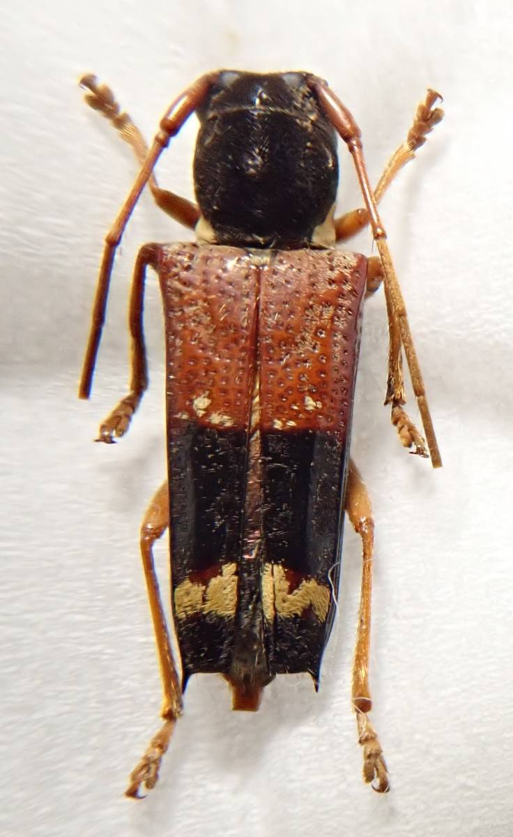 フィリピン産 カミキリsp 1ex 486 外国産 外国 昆虫 外国産甲虫 甲虫 虫 カミキリ カミキリムシ 標本 虫類 売買されたオークション情報 Yahooの商品情報をアーカイブ公開 オークファン Aucfan Com