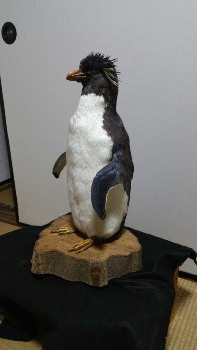 ペンギン剥製 フンボルトペンギン剥製 国際希少野生動物種登録票付き