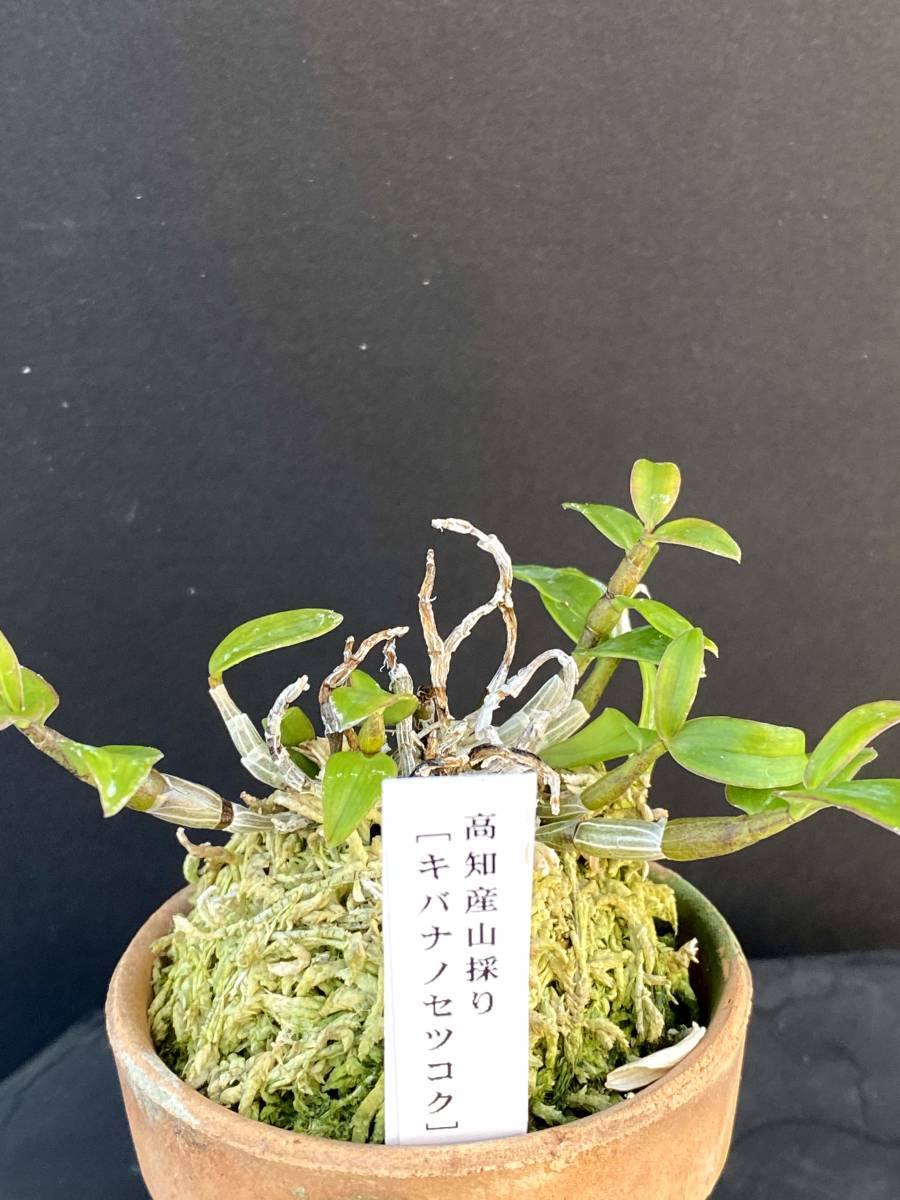 キバナノセッコク 素心花「深芳野」蕾付き 富貴蘭 春蘭 長生蘭 キバナ