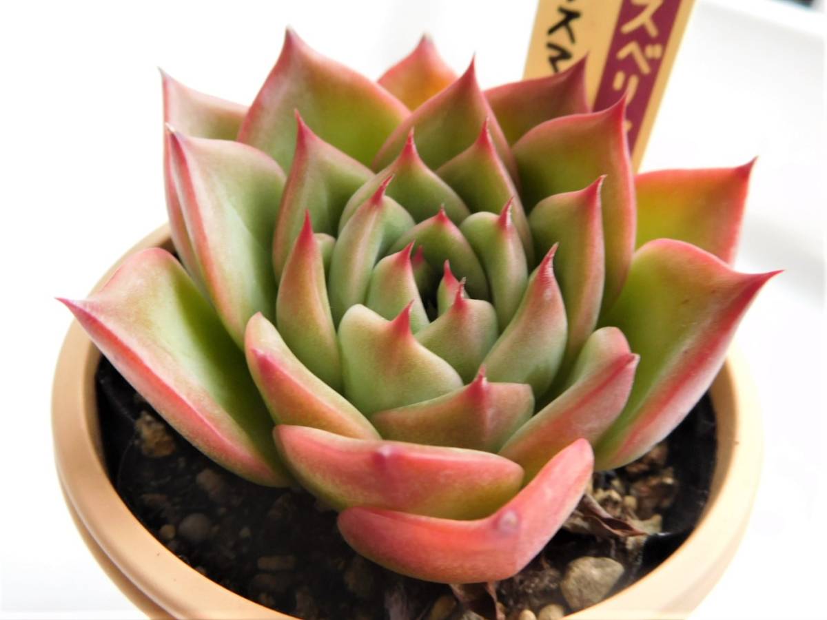 クリスマスキャロル ミックスベリア 多肉植物 極上品エケベリア No.012 