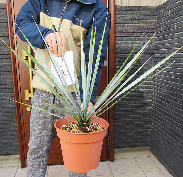 現品】国内実生株 ユッカ・リギダ 8号 yucca rigida 別名「ブルー 