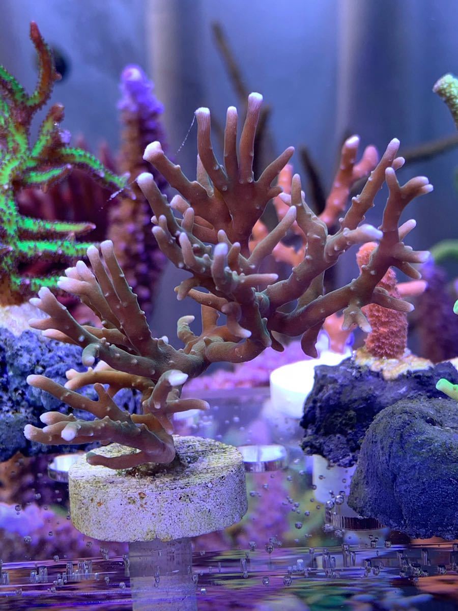 新作登場，豊富な CC マイクロトゲ ミドリイシ枝振り良形(海水魚)｜売買されたオークション情報、yahooの商品情報をアーカイブ公開 - オークファン 海水魚