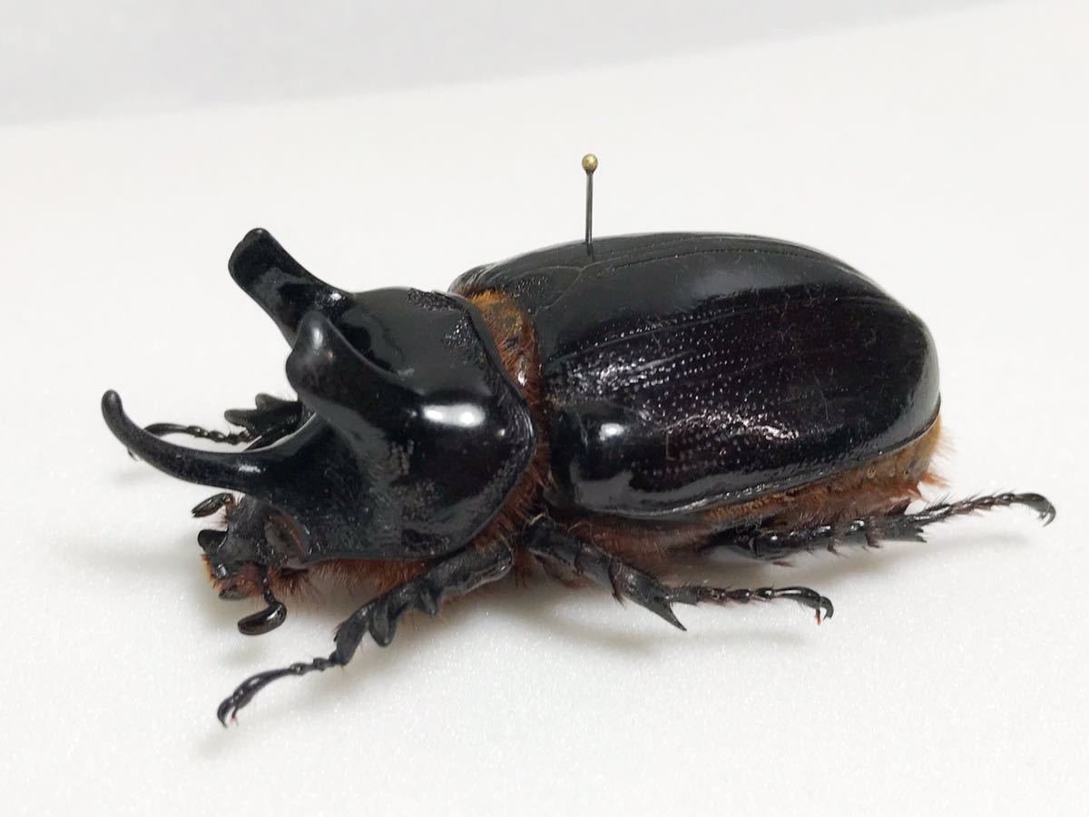 Dorcusfarm 90mm ウサンバラエンシスオオツノハナムグリ タンザニア産