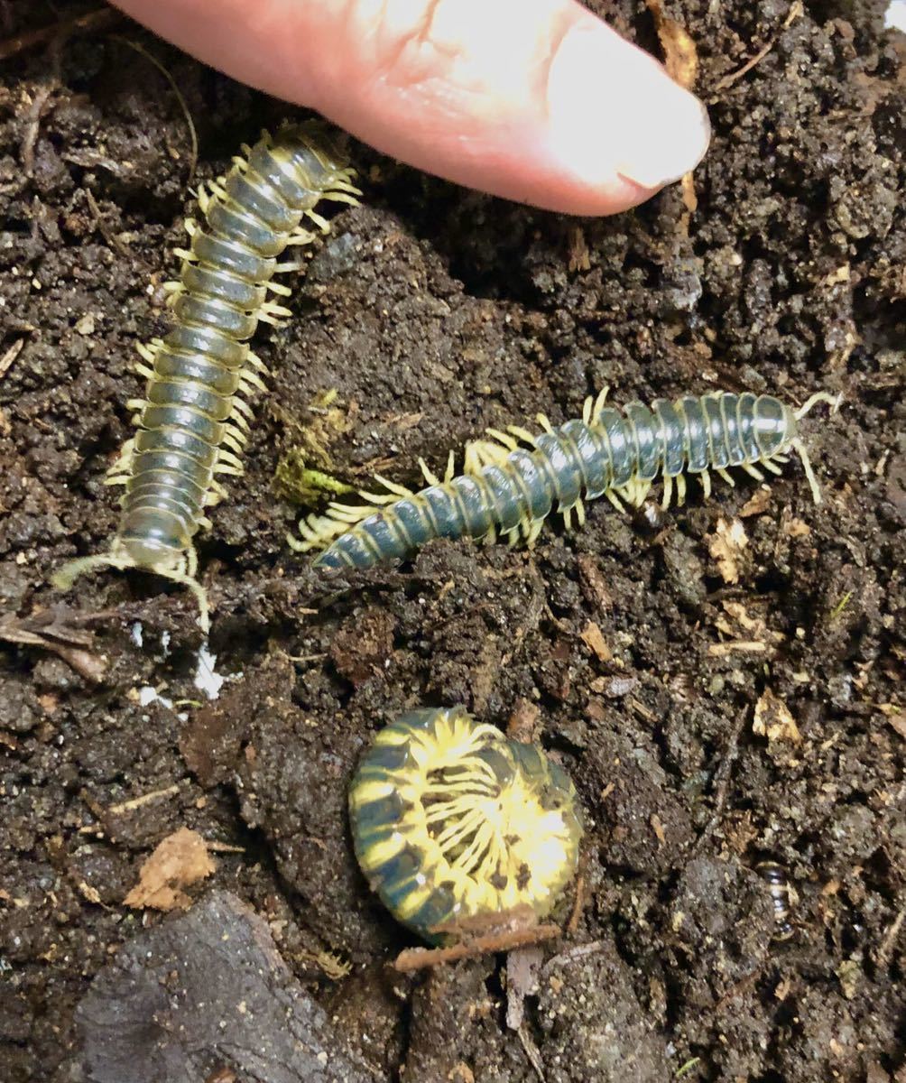 ヤスデ ３匹 グリーン 虫類 売買されたオークション情報 Yahooの商品情報をアーカイブ公開 オークファン Aucfan Com