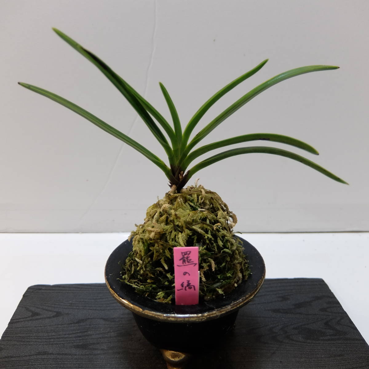 □ 富貴蘭 : サムライ オーキッド セレクトショップ 羆のご紹介です
