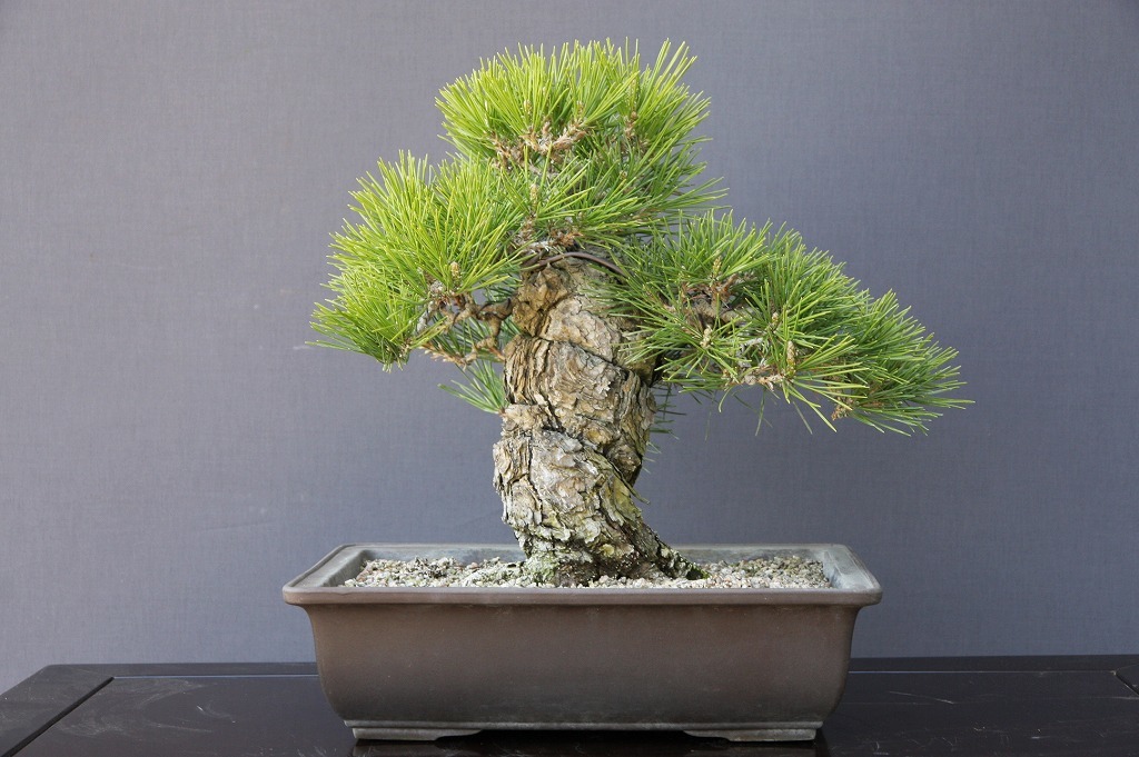 樹高15㎝　石付き　野薔薇　雅　鉢　一蒼　小品　盆栽　真柏　黒松　五葉松　梅　桜 一樹園 黒松 （株）一樹園 [石卓鉢五葉松盆栽楓梅皐月欅植木] 真柏