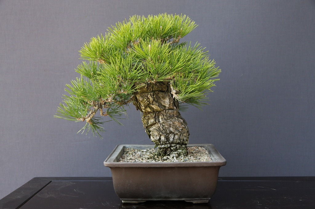 一樹園 黒松 （株）一樹園 [石卓鉢五葉松盆栽楓梅皐月欅植木] 真柏