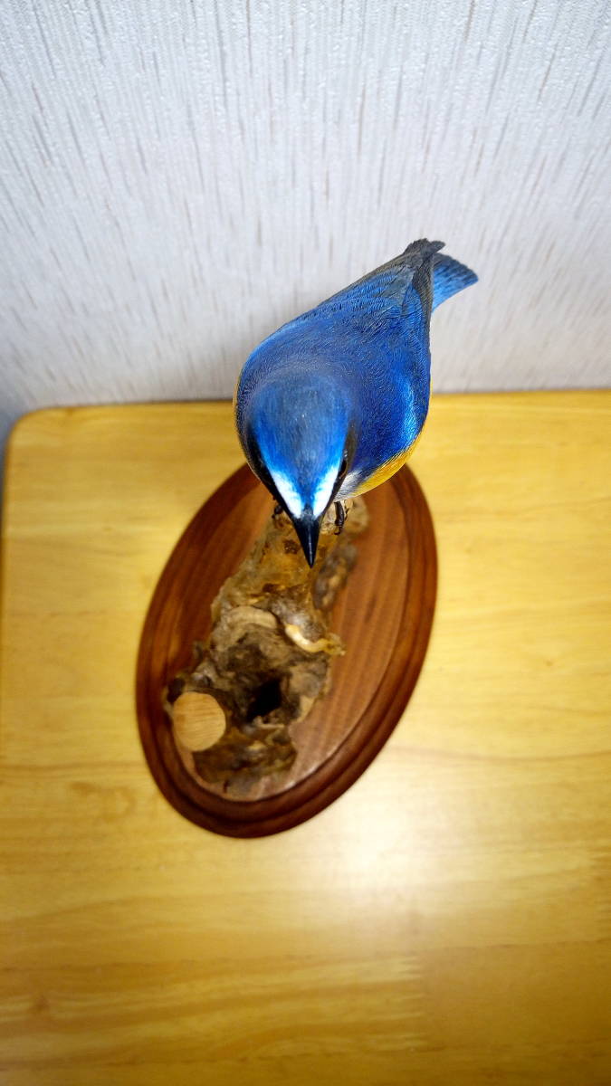 野鳥彫刻　ルリビタキ雄　バードカービング　野鳥の会_5