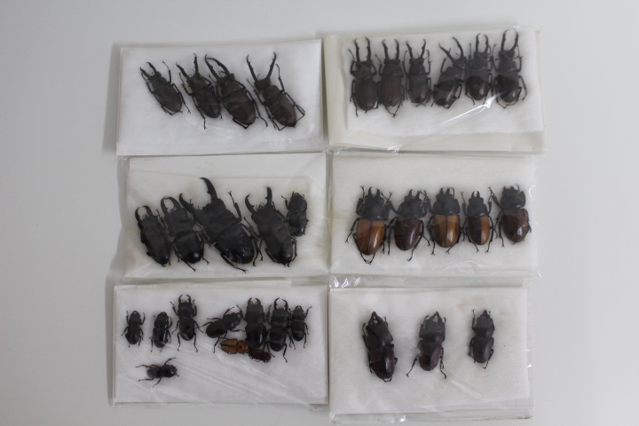 昆虫の標本 世界のクワガタなど 中古◇現状渡し インドネシア・巨大