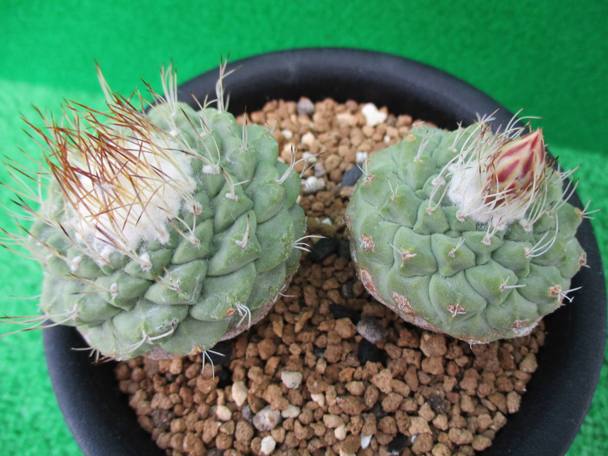 サボテン 菊水 実生2苗