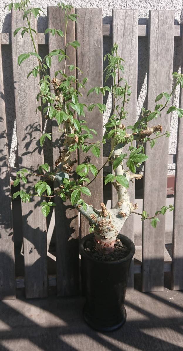 commiphora africana コミフォラ アフリカーナ caudex コーデックス 塊根植物 成長中♪発根株