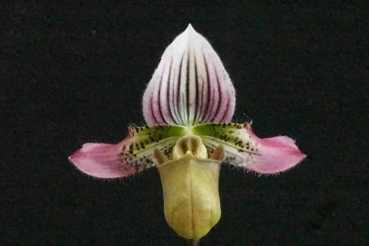 t705663478.4