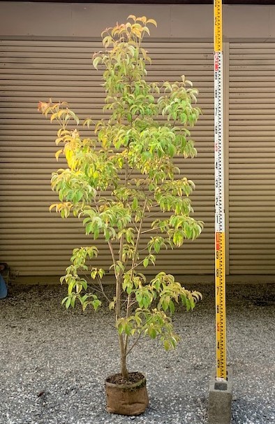 常緑ヤマボウシ　ホンコンエンシス　月光　白い花　紅葉も綺麗！　