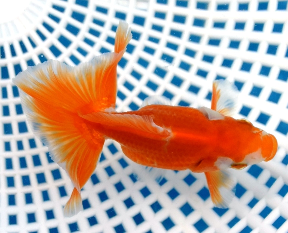 有名ブリーダー産 土佐錦 弐歳 8cm雌 2日かかる地域の方お断り 北海道 宮崎県 鹿児島県 沖縄県離れ島 27 １ 29 Ea0 金魚 売買されたオークション情報 Yahooの商品情報をアーカイブ公開 オークファン Aucfan Com