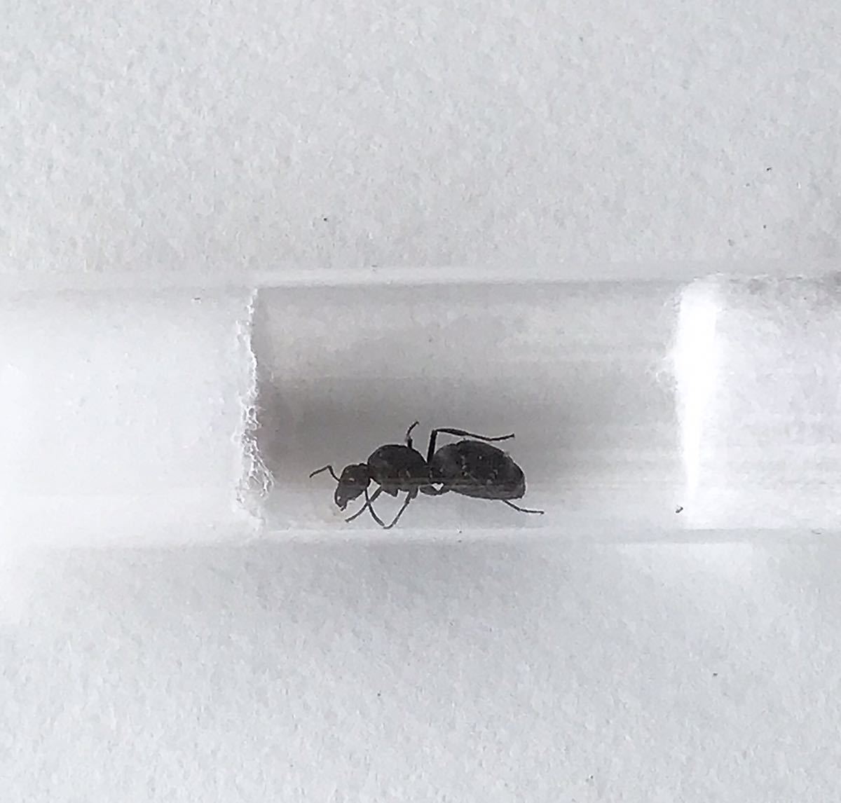 昆虫 クロヤマアリ 女王 １匹 ギフ 包装 女王