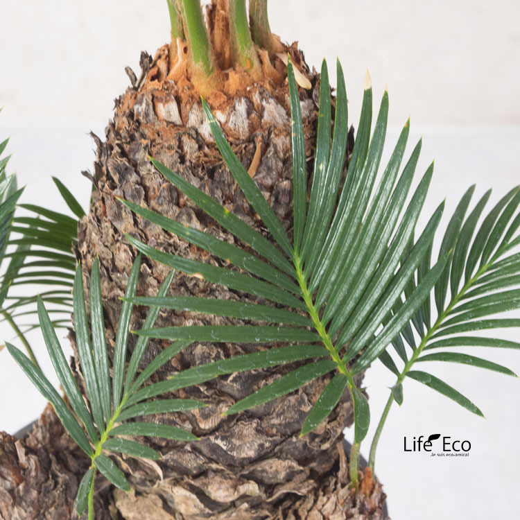 観葉植物 ソテツ 蘇鉄 8号鉢苗 大型種類 大きい 鉢植え 和風 和室 観葉