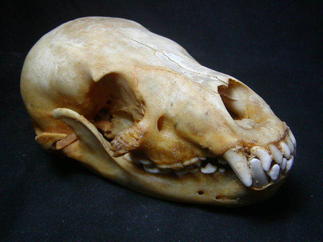 初だし 山口県産ツキノワクマ 小熊の頭蓋骨 骨格標本の入札履歴 - 入札